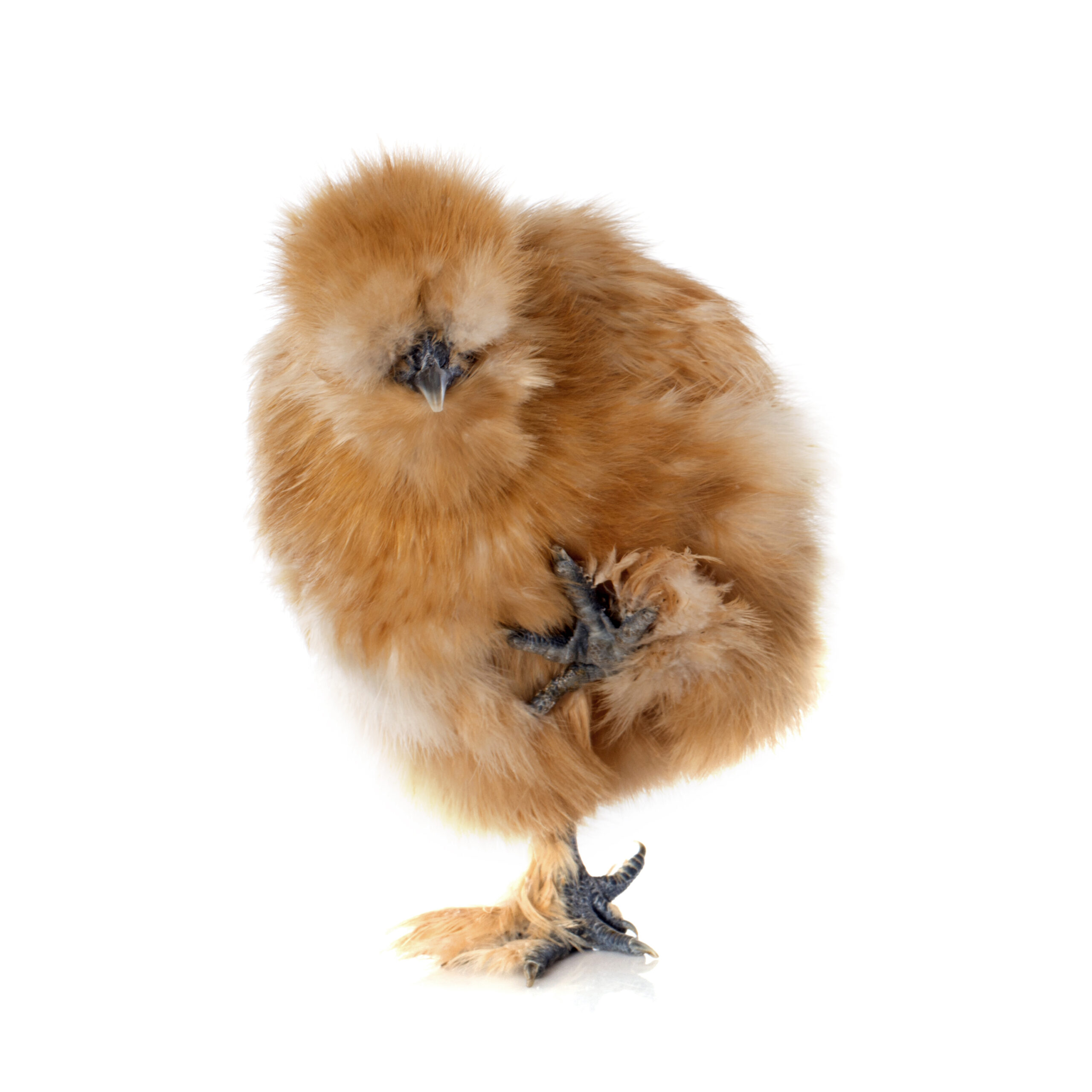 ZeeWee™ I Bird DNA Sex Test: Chickens – miniPCR bio