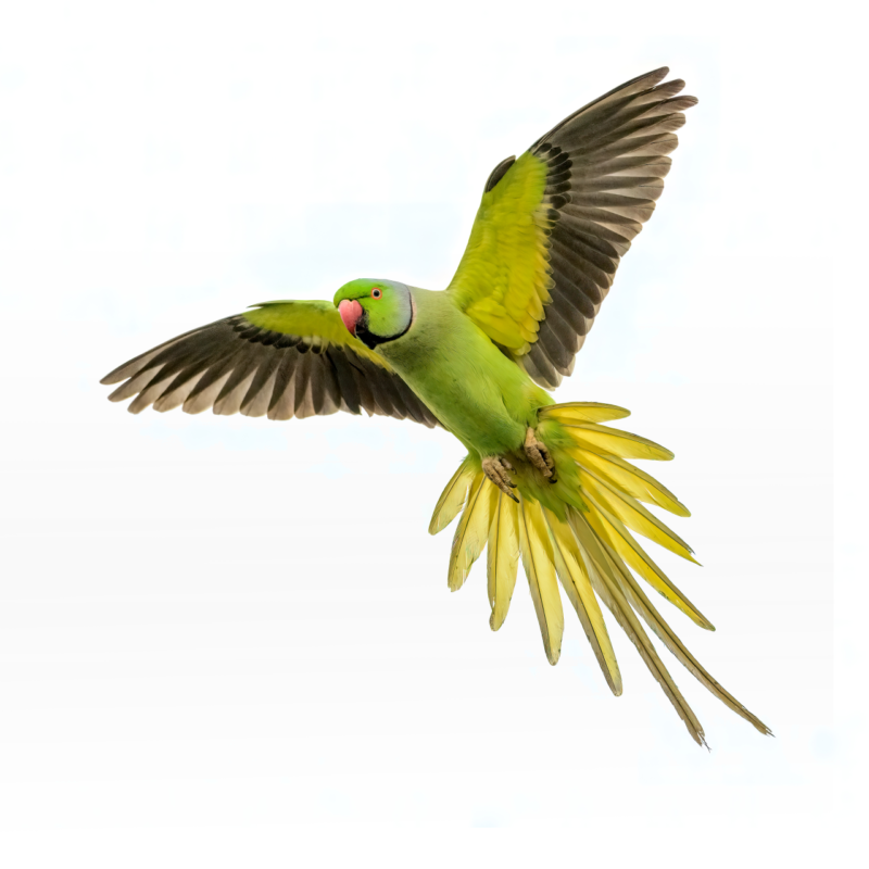 ZeeWee™ II Bird DNA Sex Test: Parrots