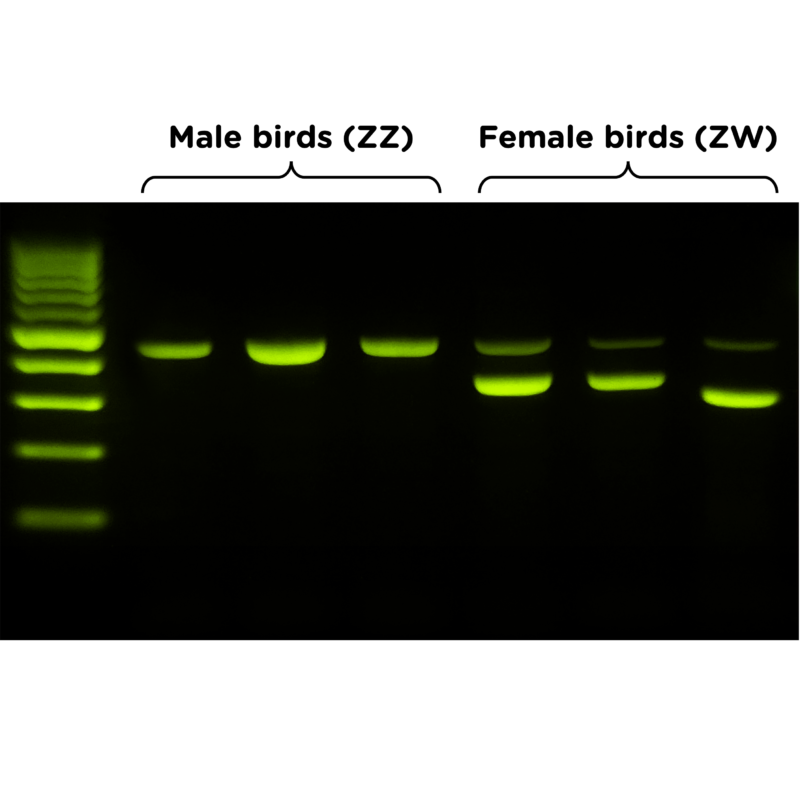 To Nguyenです。① ZeeWee™ III Bird DNA Sex Test: Fowl – miniPCR bio