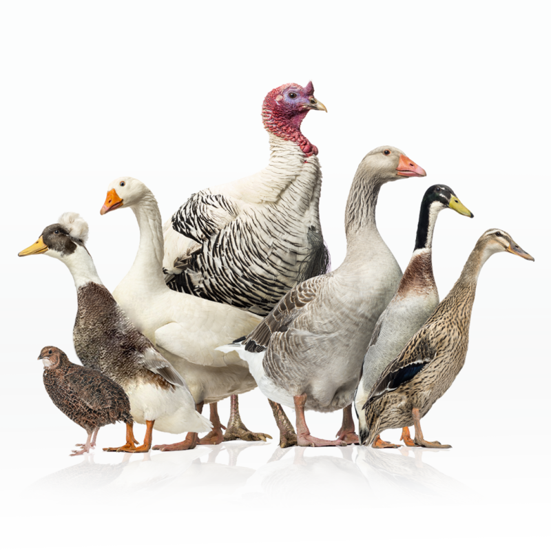 ZeeWee™ III Bird DNA Sex Test: Fowl