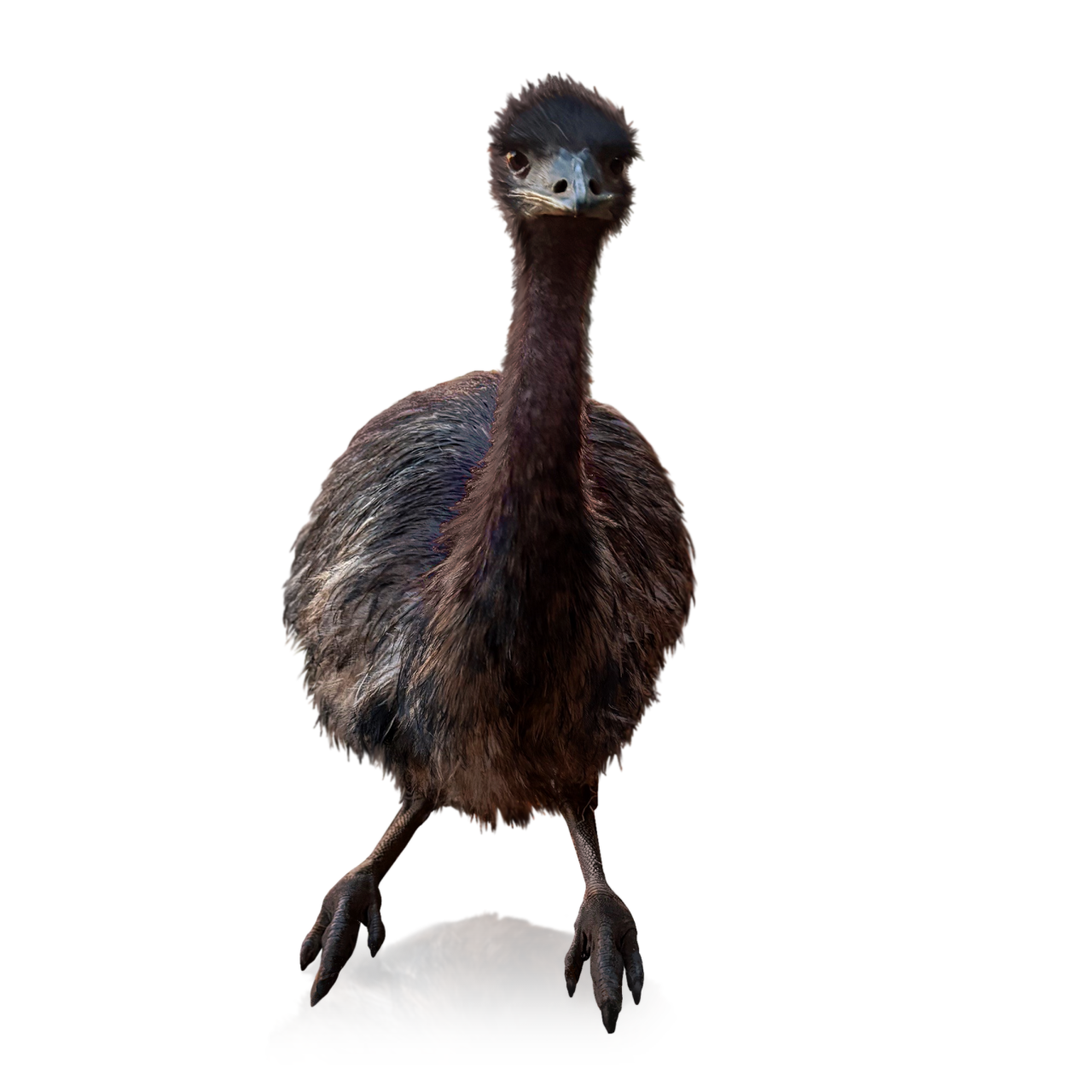 ZeeWee™ IV Bird DNA Sex Test: Emus – miniPCR bio